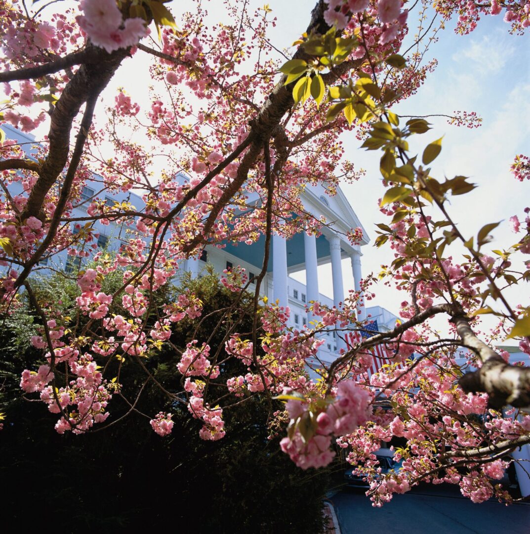 A tree with pink flowers in front of a building.